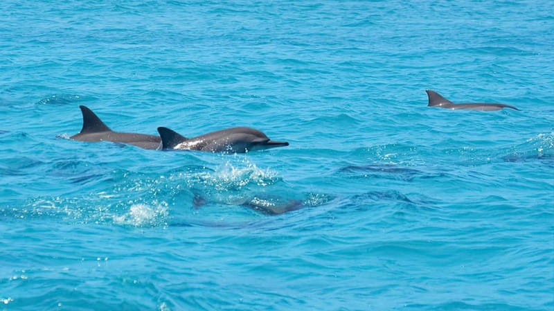 Santa Eulalia: Jet Ski Tour with Optional Dolphin Searching - The safety briefing and first minutes on the water