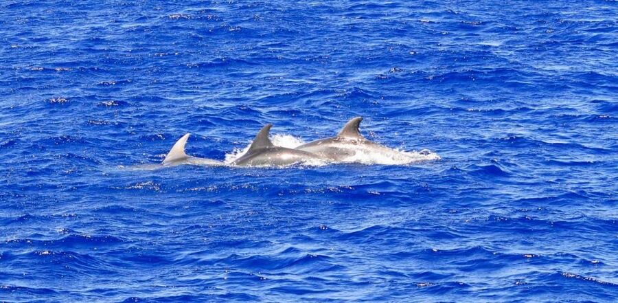 Santa Ponsa: Dolphin Watching Cruise - Key points at a glance