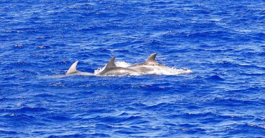 Santa Ponsa: Dolphin Watching Cruise - Leaving Santa Ponsa for Calvia Bay