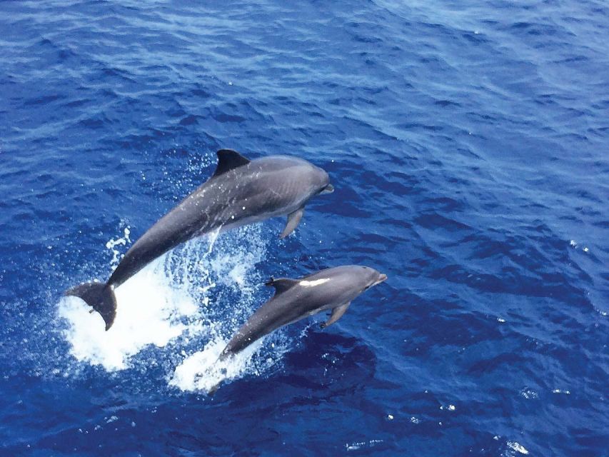 Santa Ponsa: Dolphin Watching Cruise - A swim stop from the boat