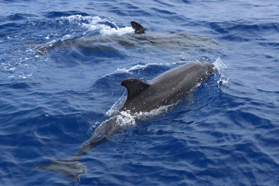 Santa Ponsa: Dolphin Watching Cruise - Coastline views on the ride back