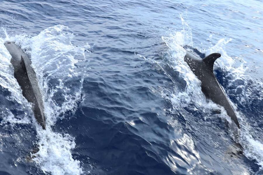 Santa Ponsa: Dolphin Watching Cruise - Is $41 good value?