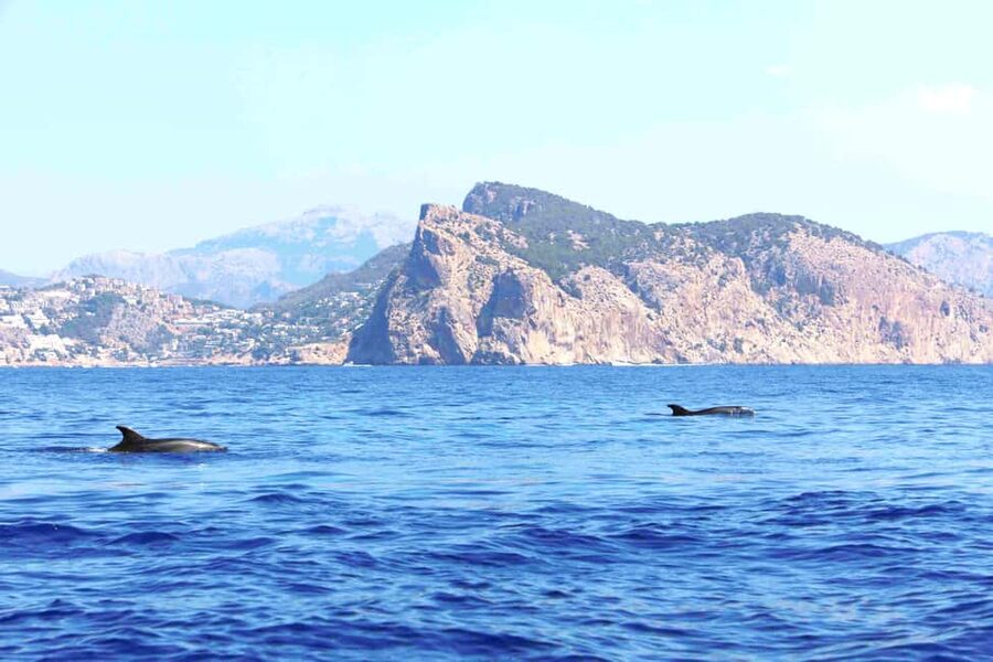Santa Ponsa: Dolphin Watching Cruise - Who will enjoy this cruise most?