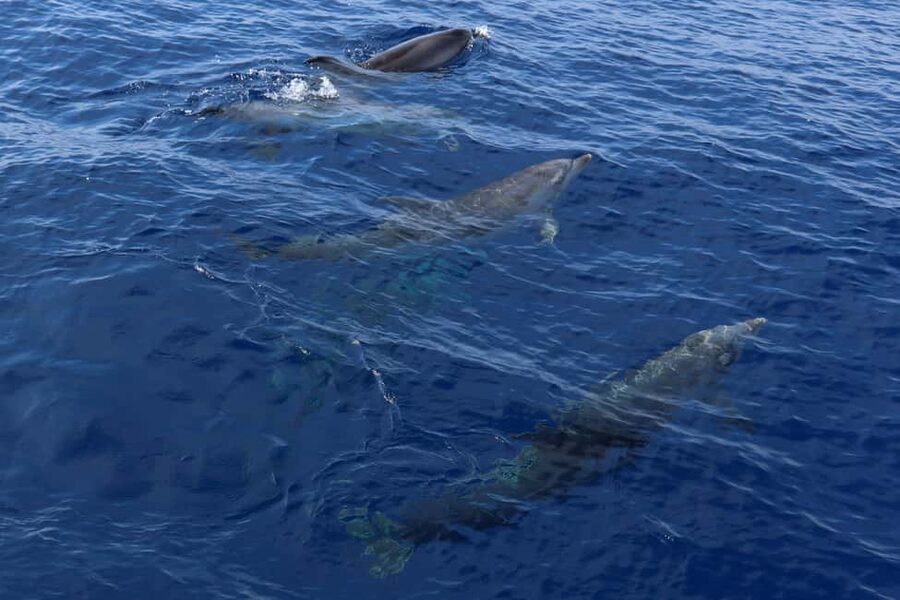 Santa Ponsa: Dolphin Watching Cruise - Practical strengths and weak spots