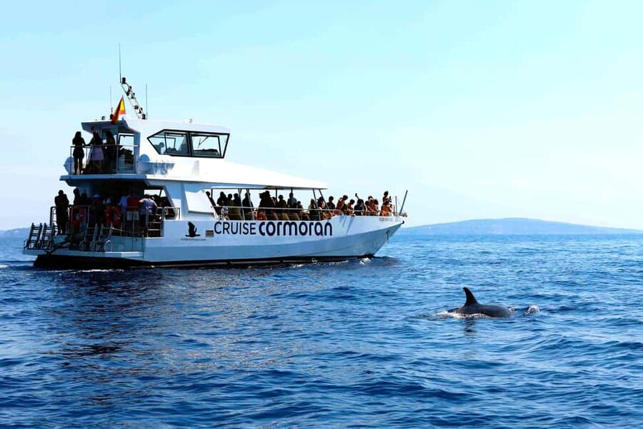Santa Ponsa: Dolphin Watching Cruise - Should you book the Santa Ponsa dolphin cruise?