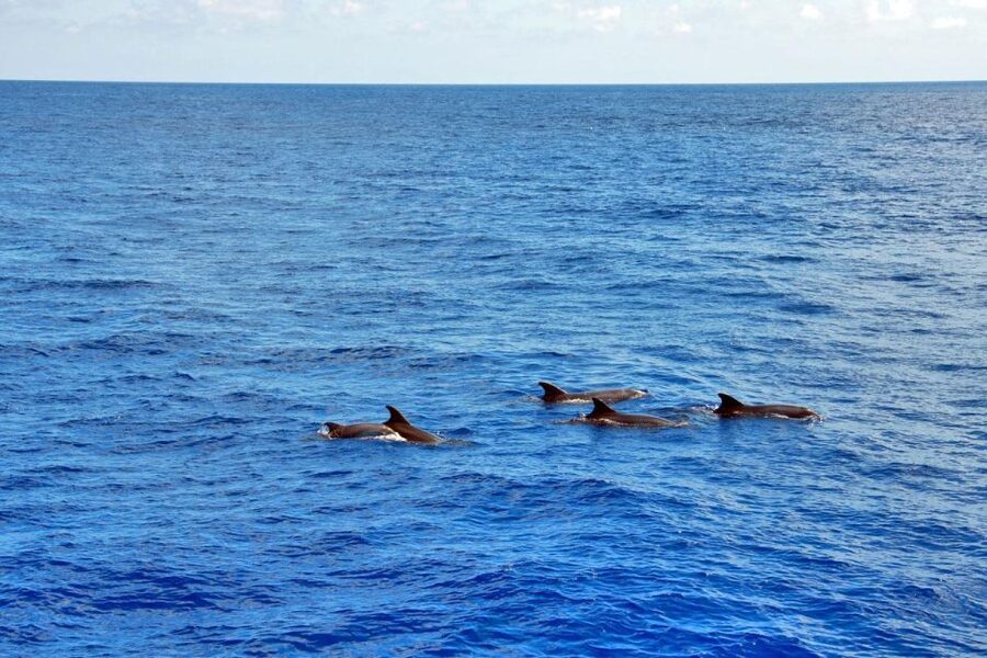 Santa Ponsa: Dolphin Watching Cruise - The search for dolphins in open water