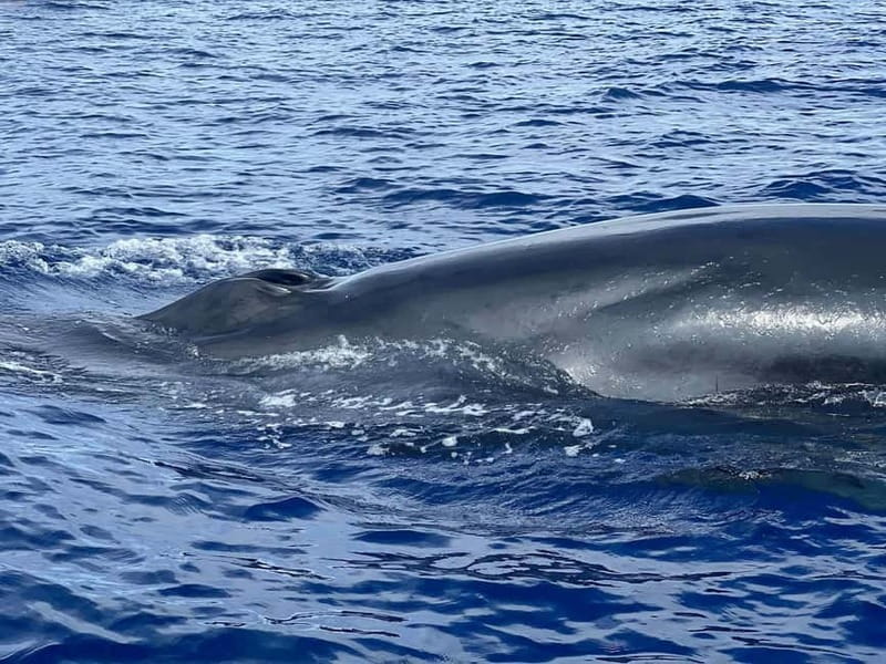 São Miguel, Azores: Whale and Dolphin Watching Tour - Key points to know before you book