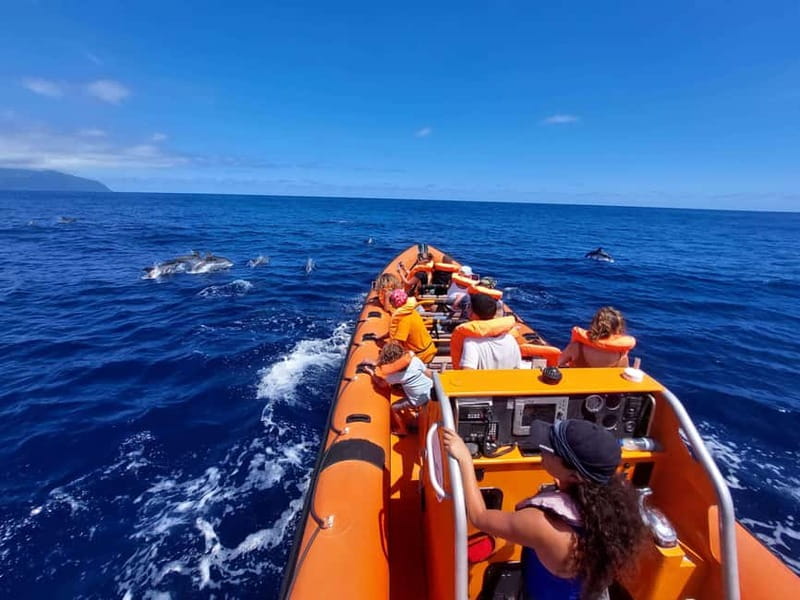 São Miguel, Azores: Whale and Dolphin Watching Tour - Why São Miguel is a strong whale-watching base