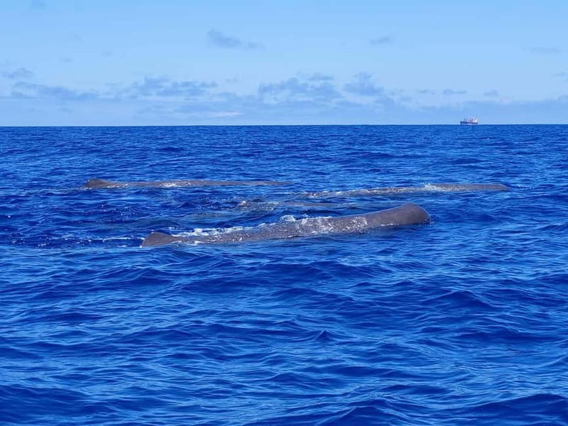 São Miguel, Azores: Whale and Dolphin Watching Tour - Picking between the RIB and catamaran