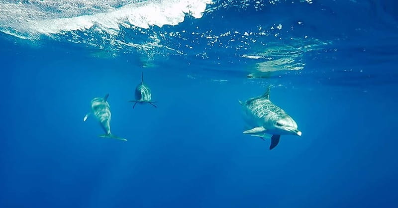 São Miguel: Swim with Wild Dolphins in the Open Ocean - Key points to know before booking