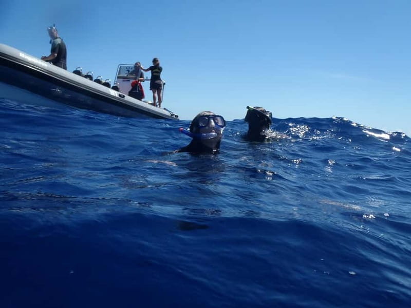 São Miguel: Swim with Wild Dolphins in the Open Ocean - Leaving Marina Pêro de Teive in Ponta Delgada