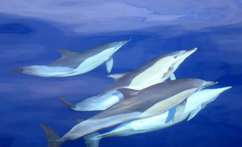 São Miguel: Swim with Wild Dolphins in the Open Ocean - Two hours searching the São Miguel coast