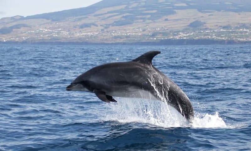 São Miguel: Swim with Wild Dolphins in the Open Ocean - What the swim really feels like