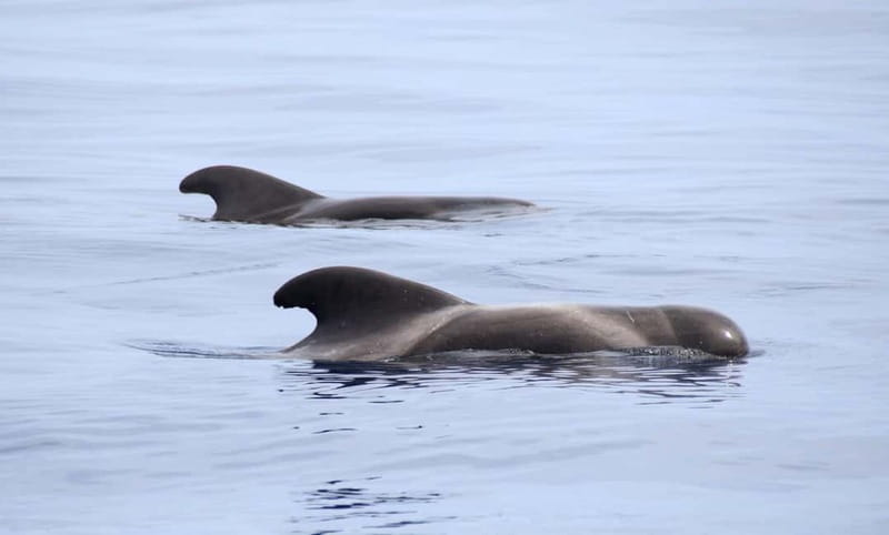 São Miguel: Swim with Wild Dolphins in the Open Ocean - The crew and the small-group advantage