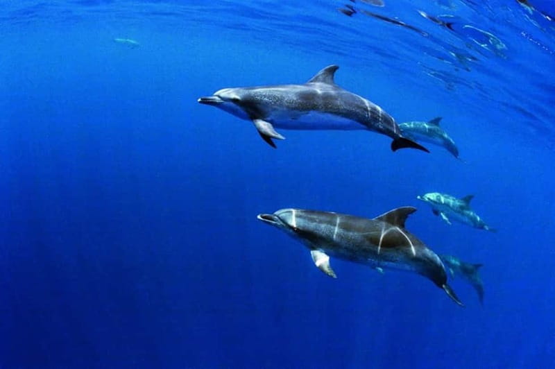 São Miguel: Swim with Wild Dolphins in the Open Ocean - The 10-minute briefing that shapes the day
