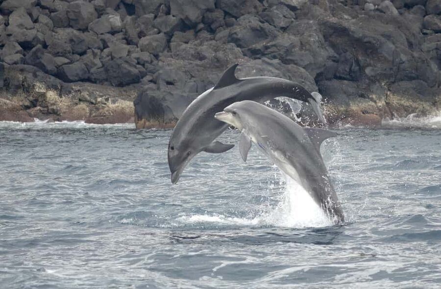 São Miguel: Whale Watching & Wild Dolphins Swimming Full-day - The five things to know before booking
