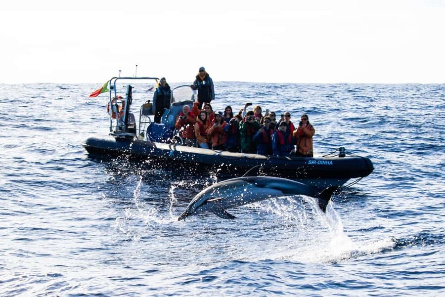 São Miguel: Whale Watching & Wild Dolphins Swimming Full-day - Morning whale watching beside São Miguel