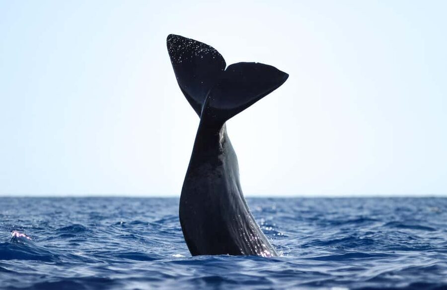 São Miguel: Whale Watching & Wild Dolphins Swimming Full-day - A picnic lunch and a useful pause