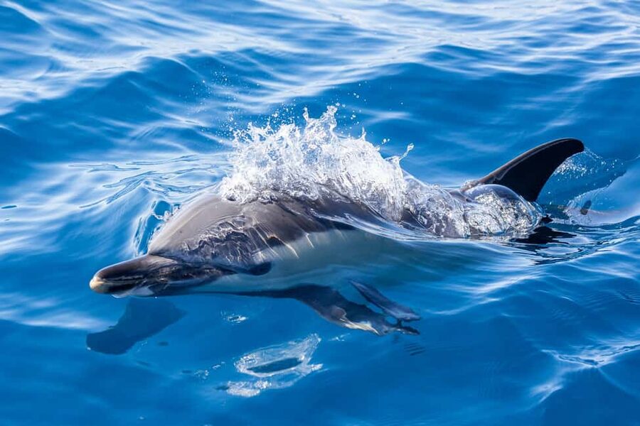 São Miguel: Whale Watching & Wild Dolphins Swimming Full-day - Responsible contact with wild dolphins