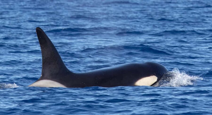 São Miguel: Whale Watching & Wild Dolphins Swimming Full-day - Price, group size, and overall value