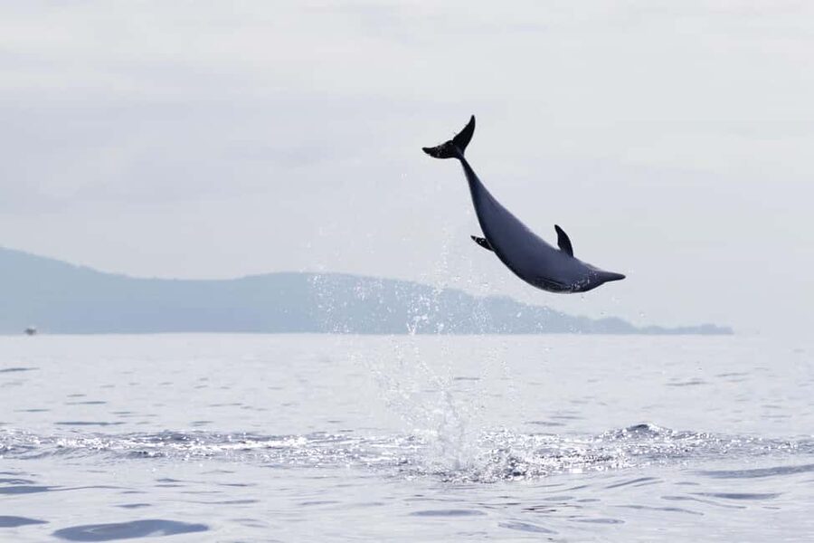 São Miguel: Whale Watching & Wild Dolphins Swimming Full-day - Who should book this São Miguel outing?