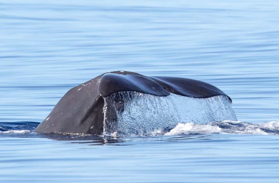 São Miguel: Whale Watching & Wild Dolphins Swimming Full-day - What the boat ride is really like