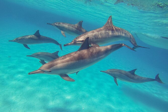 Sataya Dolphin House Boat Trip in Marsa Alam - Key points before you book