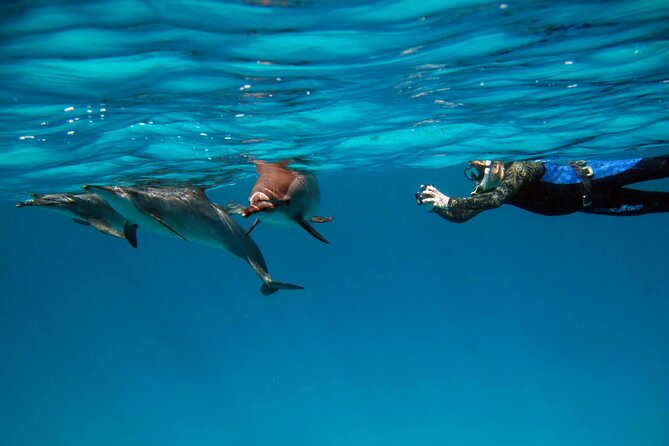 Sataya Dolphin House Boat Trip in Marsa Alam - Why Sataya Dolphin House is worth the long day