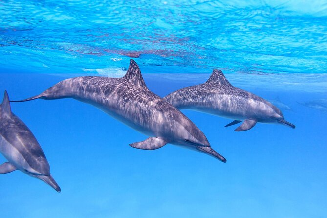 Sataya Dolphin House Boat Trip in Marsa Alam - Two snorkeling stops, two reasons to get in the water