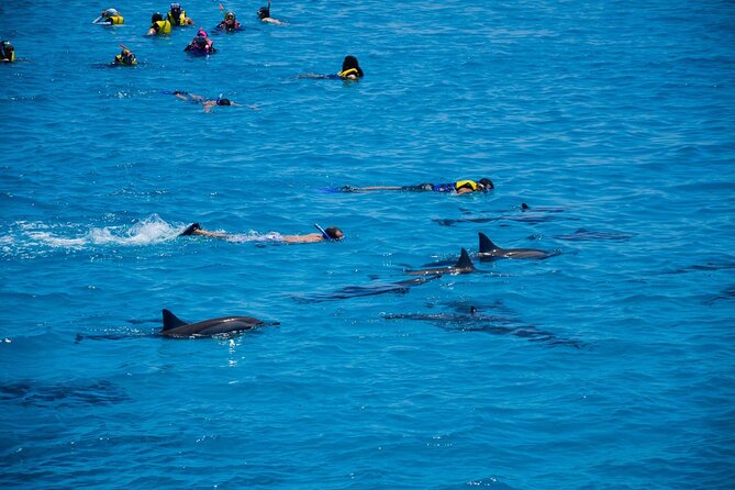 Sataya Dolphin House Boat Trip in Marsa Alam - Meeting the spinner dolphins at Sataya