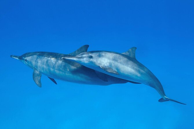 Sataya Dolphin House Boat Trip in Marsa Alam - Is $80 a fair price?