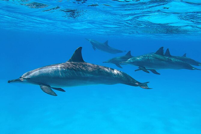 Sataya Dolphin House Boat Trip in Marsa Alam - Who will enjoy this trip most?