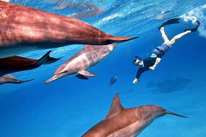 Sataya Dolphin House Snorkel Trip - Marsa Alam - The first stop: swimming near spinner dolphins