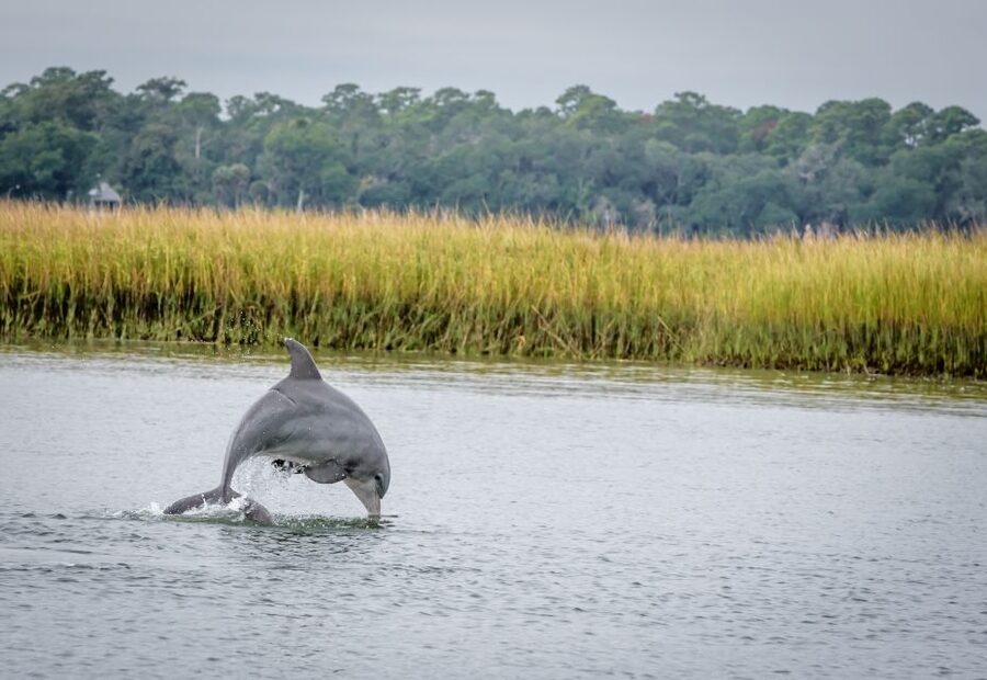 Savannah: Dolphin Spotting and Wildlife Eco Cruise - Key points to know before you go