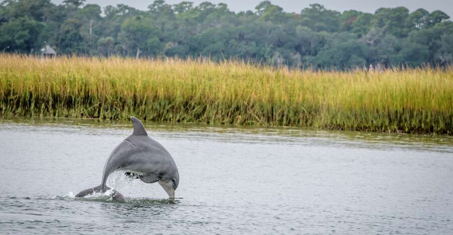 Savannah: Dolphin Spotting and Wildlife Eco Cruise - What the two-hour cruise is really like