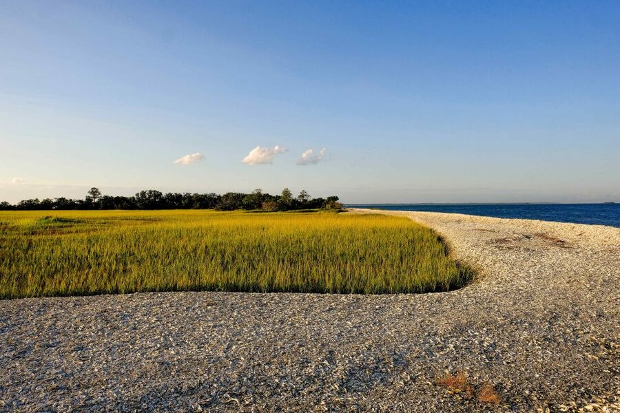 Savannah: Dolphin Spotting and Wildlife Eco Cruise - Timing, weather, and what to bring