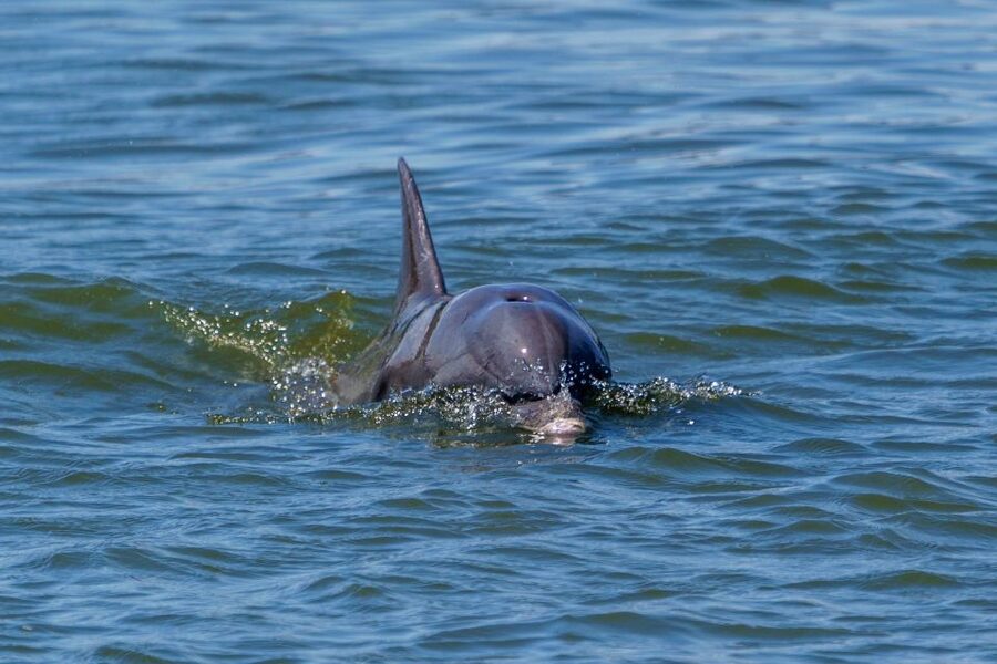 Savannah: Dolphin Spotting and Wildlife Eco Cruise - Who should book this Savannah cruise?