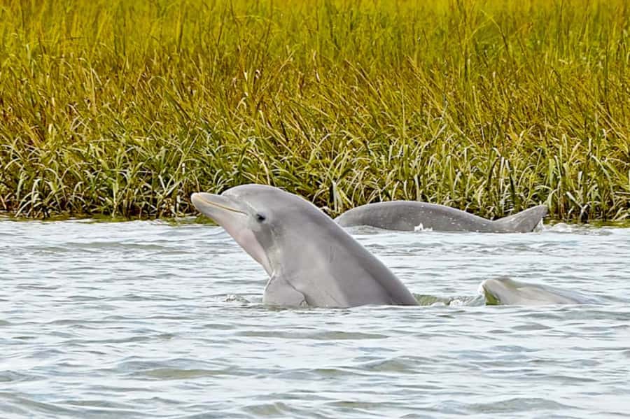 Savannah: Dolphin Spotting Eco Tour with Experienced Captain - Key Points Before You Book