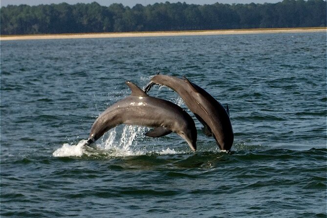 Savannah Sunset Dolphin Eco Tour - What Makes This Two-Hour Trip Worth Your Time