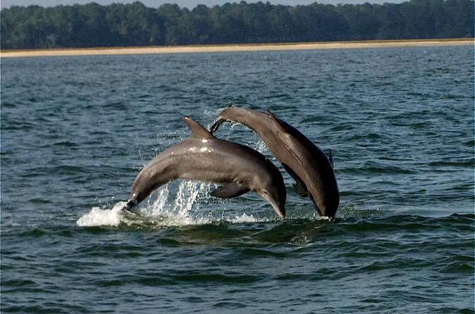 Savannah Sunset Dolphin Eco Tour - Is $85 a Fair Price?