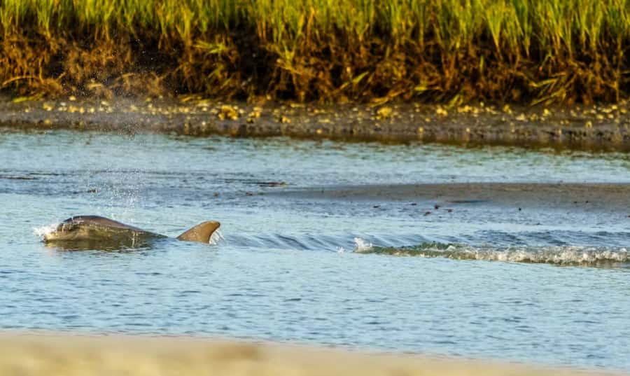 Savannah: Sunset Dolphin Watching Eco Tour by Boat - Setting out on the Savannah River
