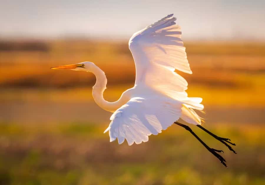 Savannah: Sunset Dolphin Watching Eco Tour by Boat - Looking for bottlenose dolphins
