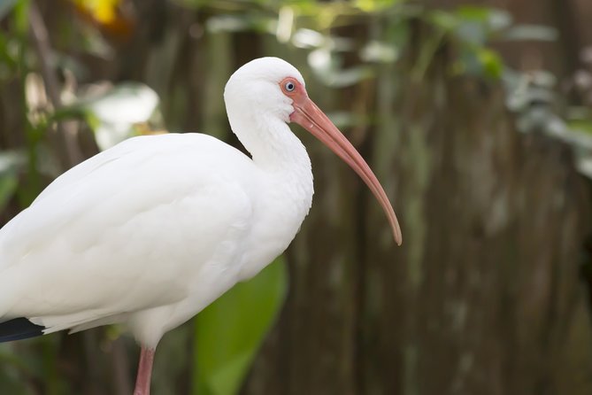 Savannah to Tybee Island with Dolphin Cruise - Key Details Before You Book