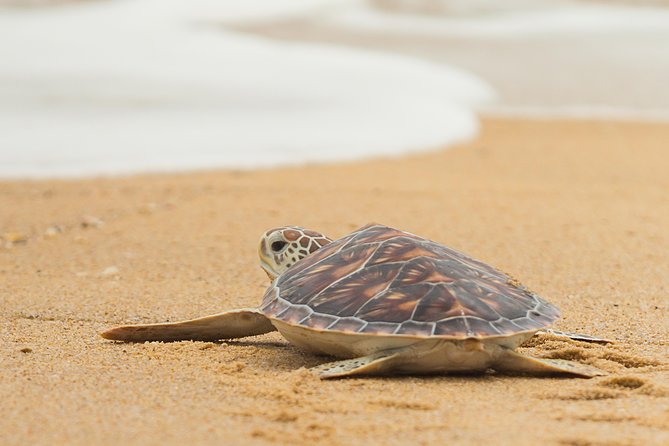 Savannah to Tybee Island with Dolphin Cruise - Why the Savannah to Tybee Ride Matters