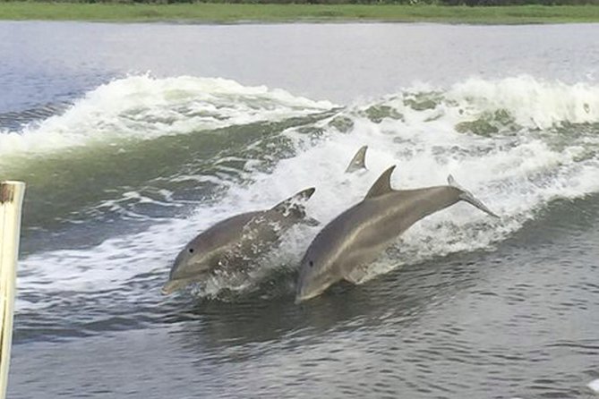 Savannah to Tybee Island with Dolphin Cruise - Who Will Enjoy This Tybee Island Tour?