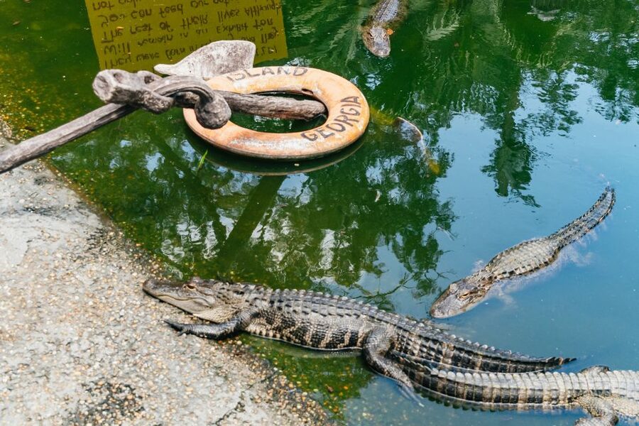 Savannah: Tybee Island Dolphin Tour - The dolphin cruise through Tybee’s waterways