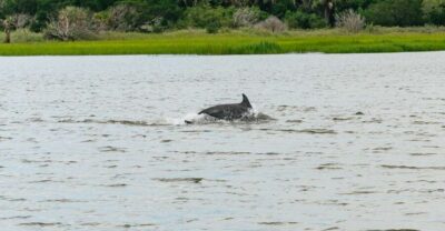 Tybee Island Dolphin Tour