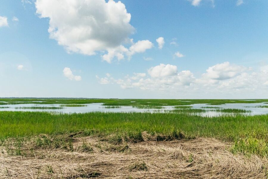 Savannah: Tybee Island Dolphin Tour - North Beach and the Atlantic Ocean