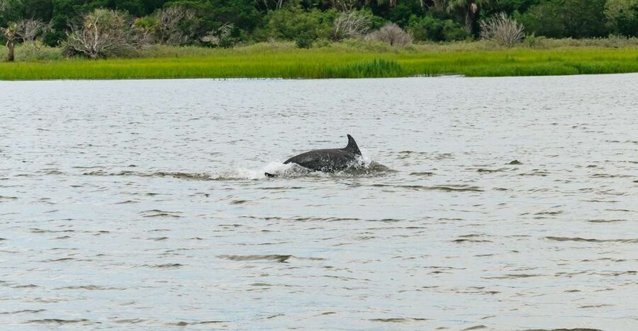 Savannah: Tybee Island Dolphin Tour - The Crab Shack: lunch, birds, and a hundred alligators