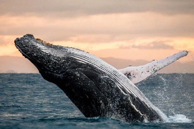 Sea Safari, Dolphins, Turtles and Waikiki Cruise - What this one-hour cruise is really like